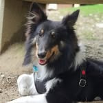 Harry Durán Torres - @harry_el_sheltie - Instagram