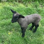 Harry Benidict Ely - @harry.the.sheep - Instagram