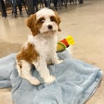 Harry “Styles” England - @styles_thecavapoo - Instagram