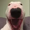 Harryhepps - @harryhepps - TikTok