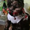 Lharry Falcon - @lharry.falcon - TikTok