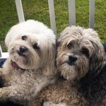 Harry and ferris - @dogo_duo - Instagram