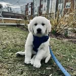 Harry Foote - @harryfoote_thedog - Instagram