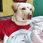 Harry the furry friend - @harry_the_champ - Instagram