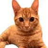 Harry Geller - @harry_geller - TikTok