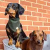 Harry & Ginny 🌭 - @harry.ginny8 - TikTok