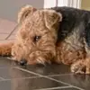 harry mcginn - @harry.mcginn - TikTok