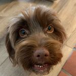 Harry 🐾 - @harry_guy_ - Instagram