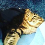 Harry hatton - @har_hat123 - Instagram