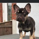 Harry Hatton - @dogzforyou - Instagram