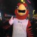 Harry the Hawk - Facebook