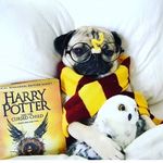 harry.head - @harry.head_ - Instagram