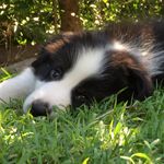 Harry The Border Collie - @harry.hearnie - Instagram