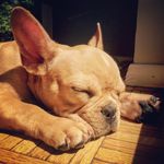Harry Heiser-Abel - @littleharrynyc - Instagram