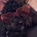 Harry Holdsworth - @harrythecavapoo13 - Instagram
