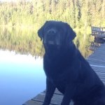 Harry Holmberg - @rummelbackens_kennel - Instagram