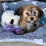 Harry Hudson Hooker (Triple H) - @harrythehandsomehavanese - Instagram