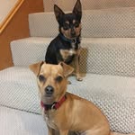 Harry & Hubert (Huey) Houdini - @harryhoudinis - Instagram