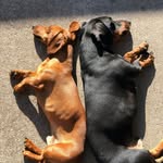 Hubert & Harry 🐾 - @hubertandharry - Instagram