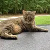 Harry Hurst - @harry.hurst0 - TikTok
