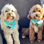 Harry_Jasper_Dash_Cavoodles - @harry_and_jasper_and_dash - Instagram