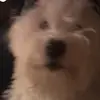 I am Harry - @harryjasperchen - TikTok