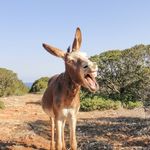 Harry Langley - @harrythatonegoat - Instagram