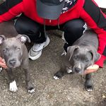 @harrylemonhaze - Instagram