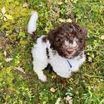 Harry Lime - @harrylimethelagotto - Instagram