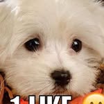 Harry Lines And Holly Lines - @harrytheterrior_x - Instagram