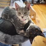 Harry & Loki - @harryandloki - Instagram