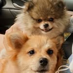 Harry & Luke - @harryelukespitz - Instagram