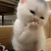 HarryLuu - @luuphuong_1211 - TikTok