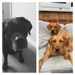 Harry & Mabel & Otis - @harryh.blacklab_mabel_foxred - Instagram
