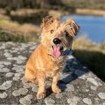Harry-joe meredith - @harryjoemeredith - Instagram