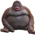 harry - @harry_monkey_ - Instagram