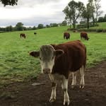 Harry Morrow - @morrow_harry - Instagram
