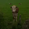 Harry Morrow - @harry_morrow123 - TikTok