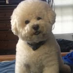 Harry - @harrydoogle - Instagram