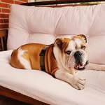 Harry Otto - @harryperro - Instagram
