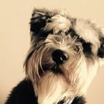 Harry Pitts - @harry.pitts.98 - Instagram