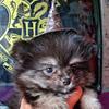 Harryspitz - @harry_spitz_potter - TikTok