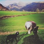 Harry Place Farm Langdale - @harry_place_farm_ - Instagram