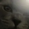 harry_pledger04 - @harry_pledger04 - TikTok