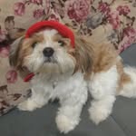 Harry Pontes - @pontesparaharry - Instagram