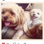 Posey, Harry + Esme - @whenposeyandharrymetesme - Instagram