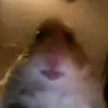 harry - @harry.haropoulos - TikTok