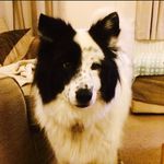 Harry Proctor - @harrythetripawd - Instagram