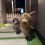 Golden Doodle                           Aussie Doodle - @harry_ralph_ - Instagram