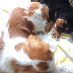 Harry And Ralph - @harry_and_ralphy - Instagram